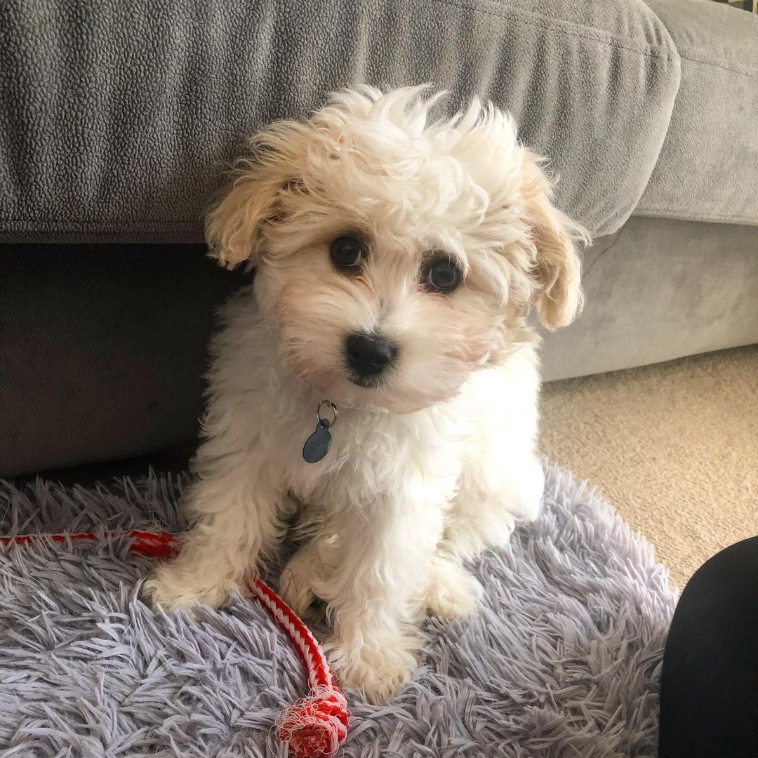 Max, männlicher Cavachon Welpe